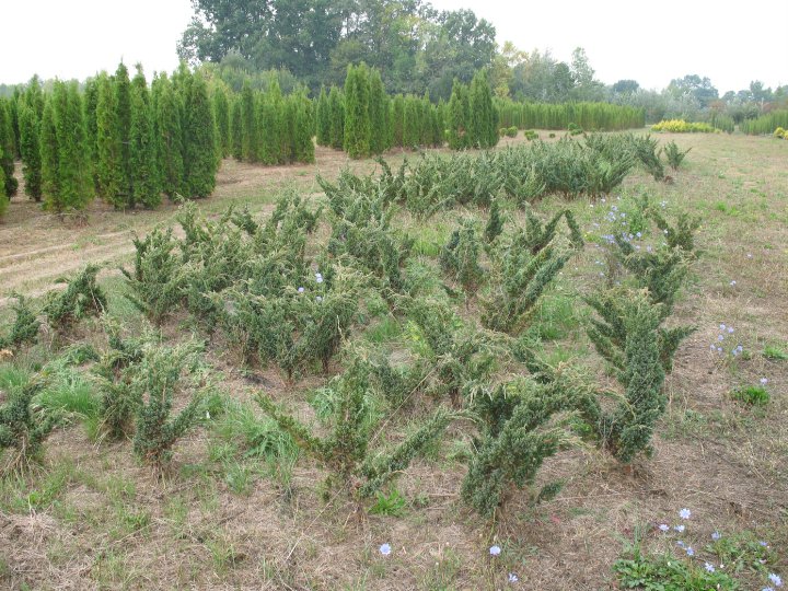 Juniperus sq. Meyerii